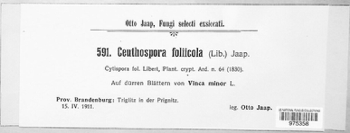 Phacidium foliicola image